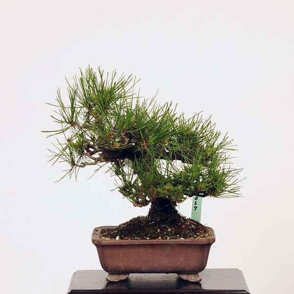 赤松 植木の人気商品 通販 価格比較 価格 Com