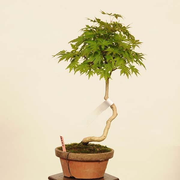 盆栽 ：有明もみじ 現品*紅葉 モミジ Momiji bonsai 中品盆栽 : 遊恵