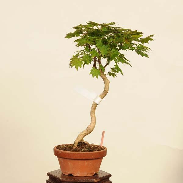 モミジ盆栽 紅葉　盆栽 楽天市場】盆栽 もみじ 山もみじの寄せ植え 太幹 モダン モミジ紅葉