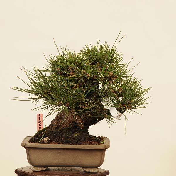 盆栽 特選：三河黒松* 現品 くろまつ クロマツ Kuromatsu bonsai