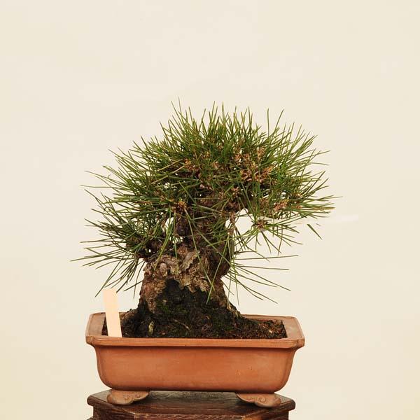 確認用 三河黒松 三河クロマツ 苗木 小品盆栽 盆栽 特選：三河黒松