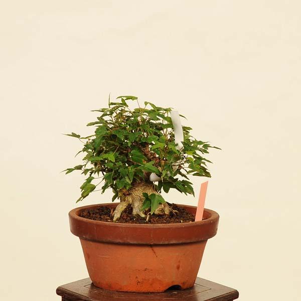 ‼️大特価‼️楓盆栽‼️再値下げ‼️ 遊恵盆栽 特選：楓 現品*☆特典付き☆かえで カエデ Kaede bonsai Acer