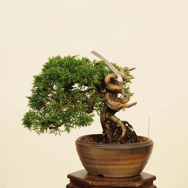 盆栽：特選糸魚川真柏 現品* しんぱく シンパク Sabina chinesis