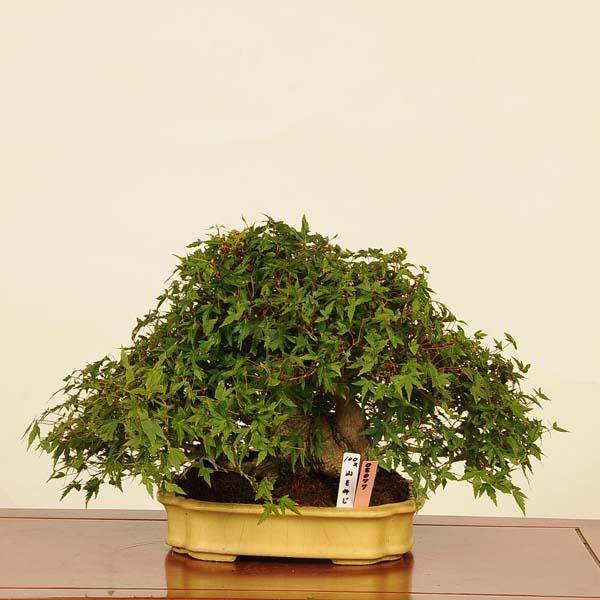 盆栽 特選：山紅葉 現品*山もみじ モミジ Momiji bonsai 中品