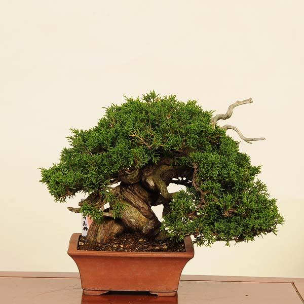 盆栽：特選 糸魚川真柏 現品* しんぱく シンパク Sabina chinesis