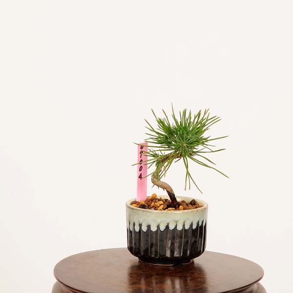 盆栽：三河黒松*現品 一点物 くろまつ クロマツ Kuromatsu bonsai ミニ