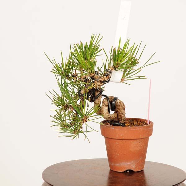 本日限定　三河黒松　ミニ盆栽 盆栽：三河黒松*現品 くろまつ クロマツ Kuromatsu bonsai ミニ