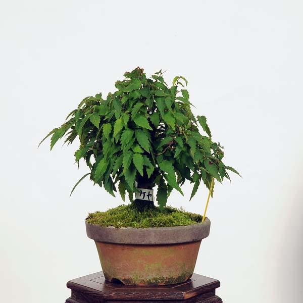 盆栽：欅(けやき) 現品*ケヤキ Zelkova serrata Keyaki bonsai 小品