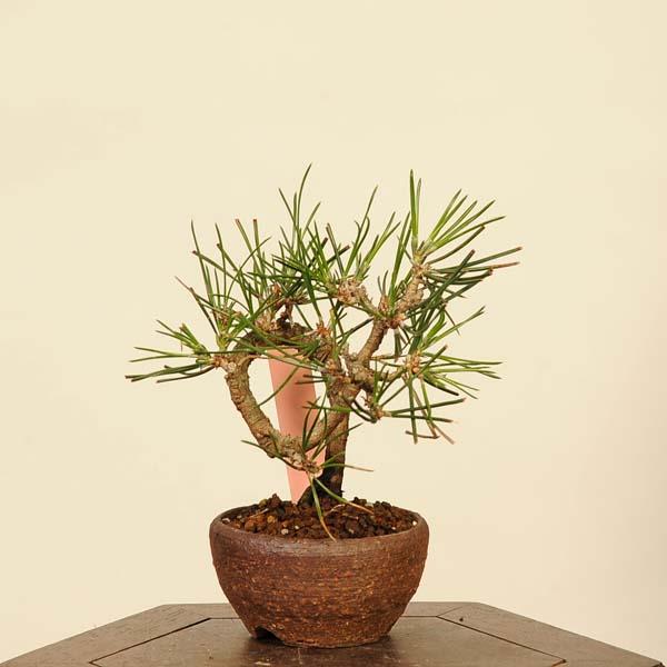 三河黒松『全長約230㎝』引き取り限定。