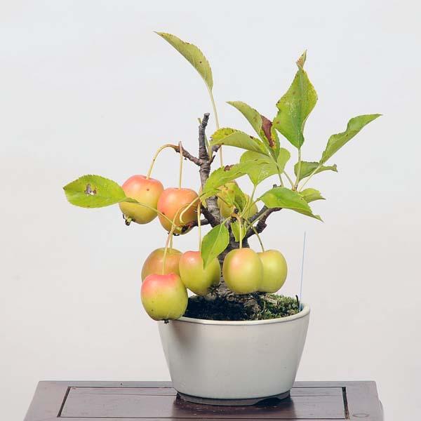 小品盆栽：姫りんご(冬あかね) 現品*（りんご・リンゴ）ringo : 遊恵
