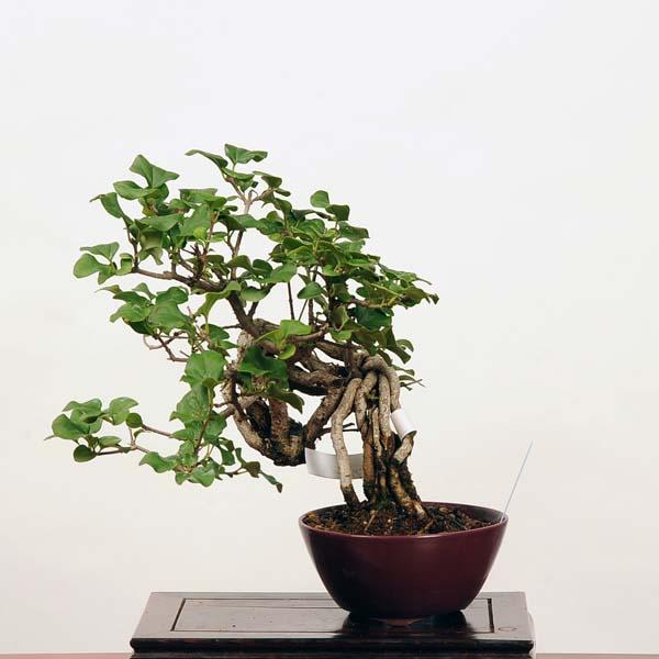 小品盆栽：姫ライラック 現品*らいらっく 送料無料 : 遊恵盆栽 Yahoo