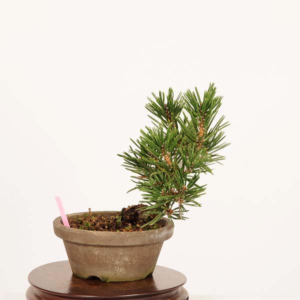 盆栽：寸梢黒松 現品 一点物*くろまつ クロマツ Pinus thunbergii