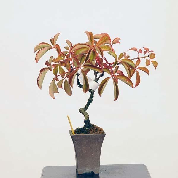 ミニ盆栽 アメリカヅタ 現品 つた 送料無料 v 遊恵盆栽 Yahoo 店 通販 Yahoo ショッピング