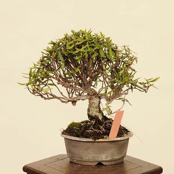盆栽：縮緬葛（チリメンカズラ） 現品* ちりめんかずら Kazura bonsai