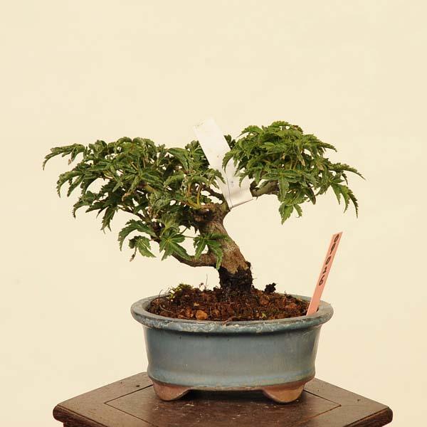 【特価】獅子頭 シシガシラ 紅葉 もみじ ４幹 盆栽 小品盆栽 楽天市場】盆栽 特選：獅子頭(シシガシラ)紅葉 現品 *もみじ