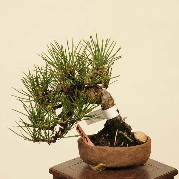 盆栽 特選：三河黒松* 現品 くろまつ クロマツ Kuromatsu bonsai 小品