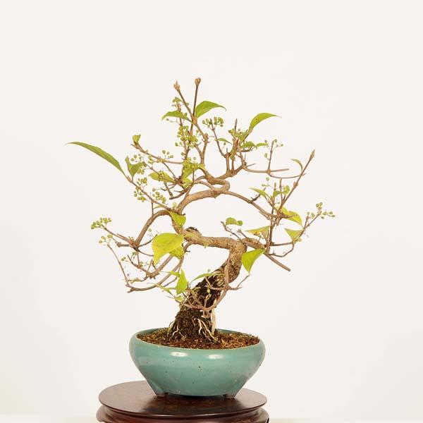 盆栽：小紫式部(こむらさきしきぶ)*現品 一点物 ムラサキシキブ