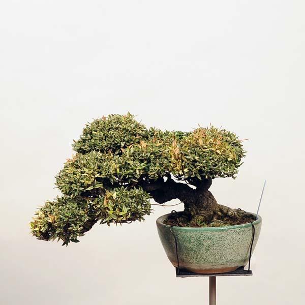 三河盆栽チリメンカズラ盆栽忍作鉢