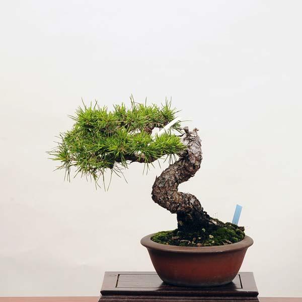 小品盆栽：特選赤松（アカマツ）現品*あかまつAkamatsu :09029-22vb