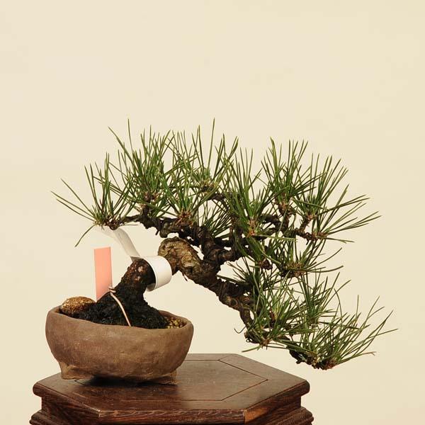 盆栽 特選：三河黒松* 現品 くろまつ クロマツ Kuromatsu bonsai 小品
