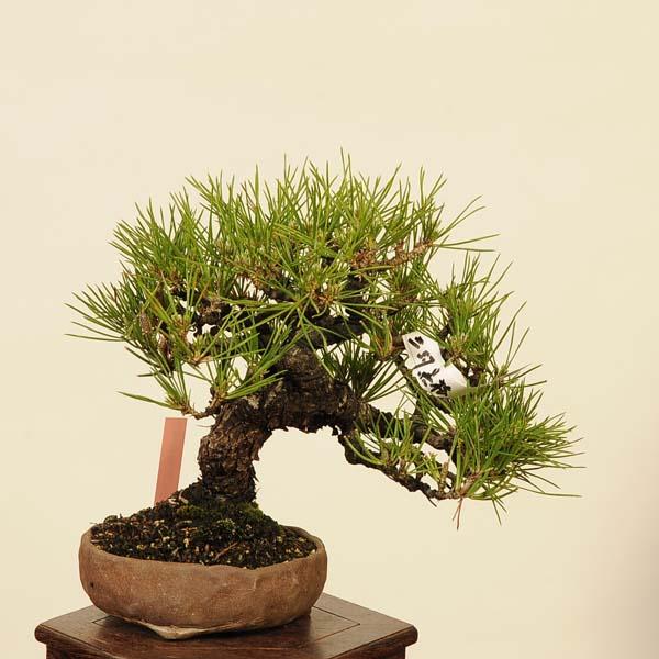 盆栽 特選：三河黒松* 現品 くろまつ クロマツ Kuromatsu bonsai 小品