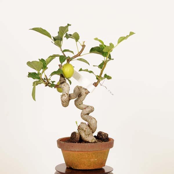 盆栽 特選：姫津軽林檎（りんご・リンゴ）*現品 一点物 Malus