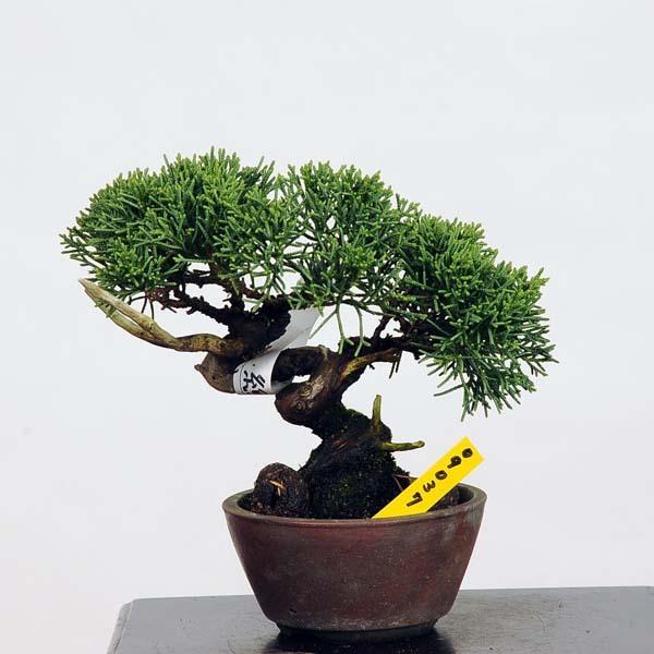 ミニ盆栽 糸魚川真柏 現品 送料無料 Shinpaku v 遊恵盆栽 Yahoo 店 通販 Yahoo ショッピング