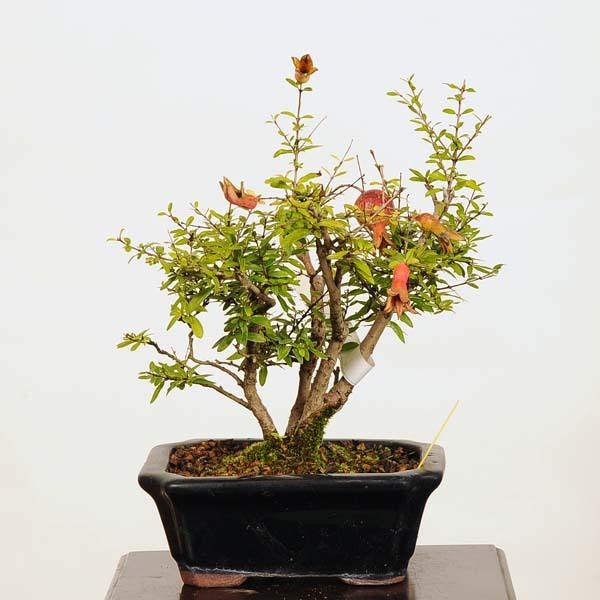 小品盆栽 ざくろ 現品 ザクロ Zakuro送料無料 v 遊恵盆栽 Yahoo 店 通販 Yahoo ショッピング