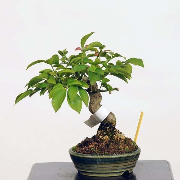 小品盆栽 こまゆみ 現品 コマユミ Komayumi送料無料 v 遊恵盆栽 Yahoo 店 通販 Yahoo ショッピング