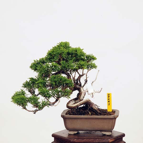 盆栽：糸魚川真柏 現品* しんぱく シンパク Sabina chinesis Shinpaku