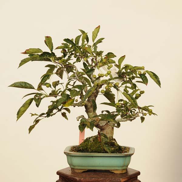 盆栽：深山かいどう現品*海棠 カイドウ Miyanakaidou bonsai 小品盆栽