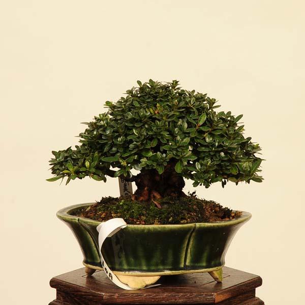 盆栽 特選：皐月(明美の月)現品*さつき サツキ Satsuki bonsai 小品