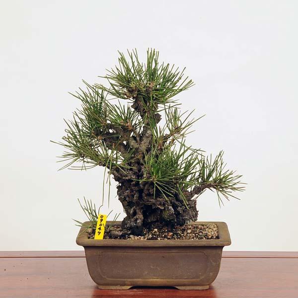 錦松(にしきまつ) 盆栽 素材 盆栽：錦松*現品 にしきまつ マツ Nishikimatsu bonsai 中品盆栽