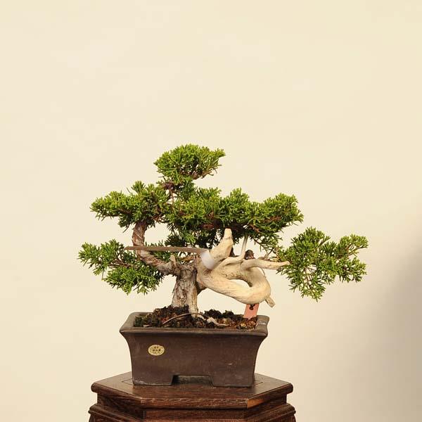 盆栽：特選糸魚川真柏 現品* しんぱく シンパク Sabina chinesis