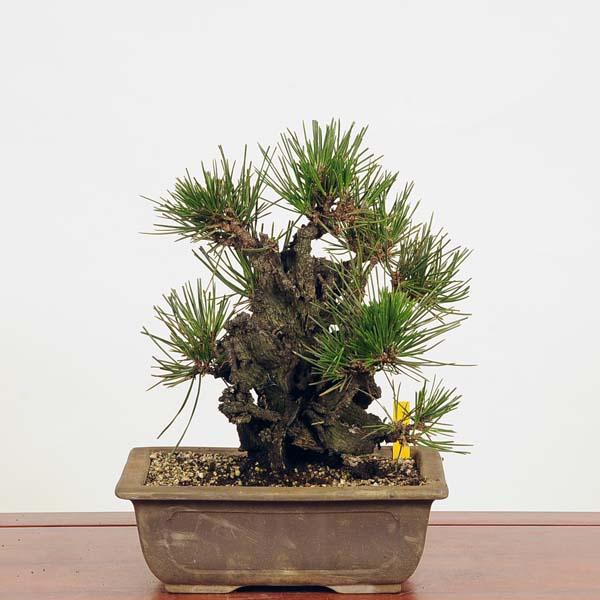 盆栽：錦松*現品 にしきまつ マツ Nishikimatsu bonsai 中品盆栽