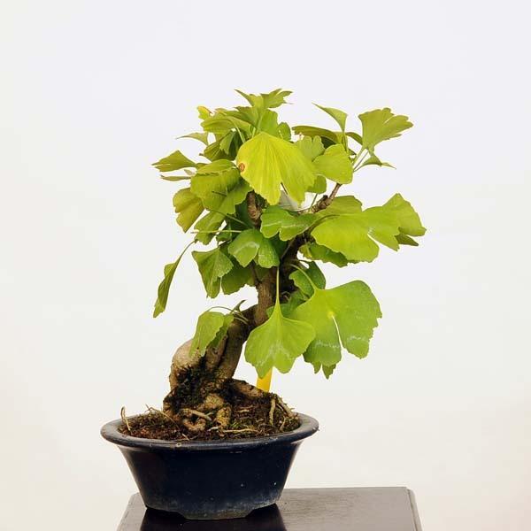 小品盆栽　イチョウ 小品盆栽：銀杏（いちょう） 現品* イチョウ Icho 送料無料 : 遊恵盆栽