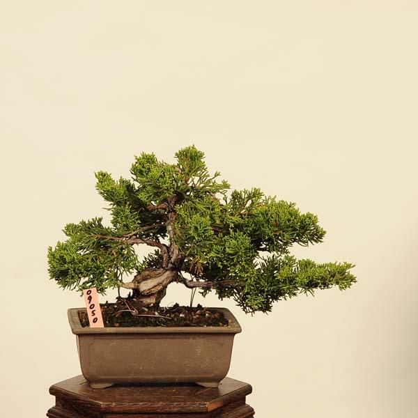 盆栽：特選糸魚川真柏 現品* しんぱく シンパク Sabina chinesis