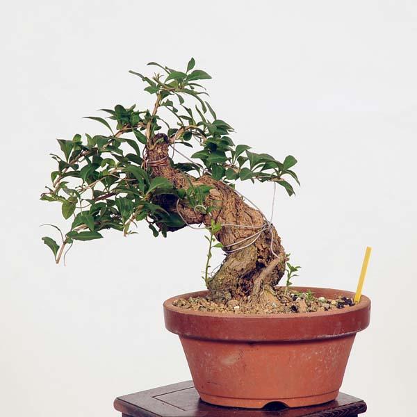 盆栽：枸杞（クコ）くこ*現品 kuko bonsai Lycium chinense 小品盆栽