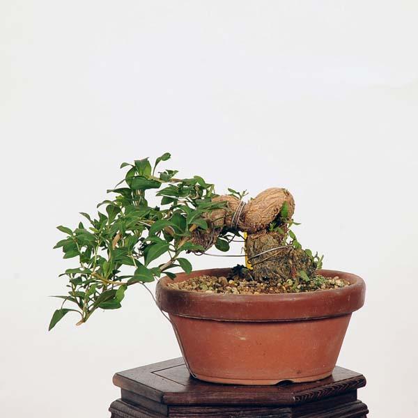 井*誠様 枸杞　小品盆栽 盆栽：枸杞（クコ）くこ*(鉢カケ有)現品 kuko bonsai Lycium