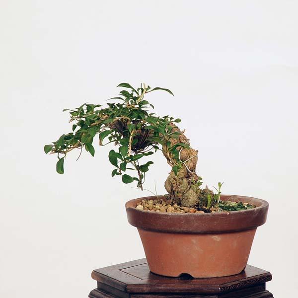 盆栽：枸杞（クコ）くこ*(鉢カケ有)現品 kuko bonsai Lycium chinense