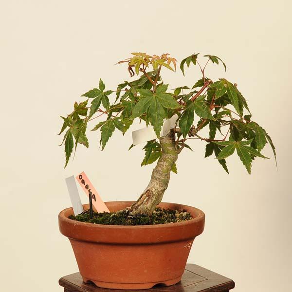 盆栽：山紅葉 現品*山もみじ モミジ Momiji bonsai 小品盆栽 : 遊恵