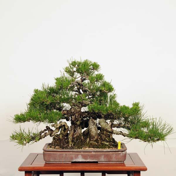盆栽：特選三河黒松*現品 くろまつ クロマツ 中品盆栽 松柏盆栽