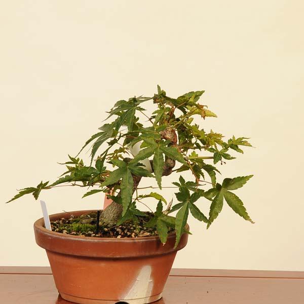 その他観葉植物 Momiji Momiji -Japanese Maple