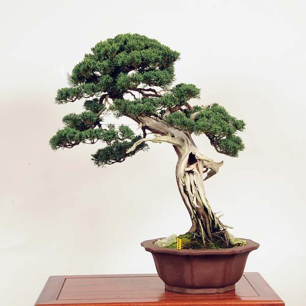 盆栽：特選真柏 現品* しんぱく シンパク Shinpaku bonsai 大品盆栽