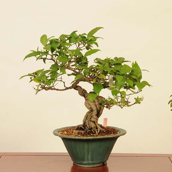 ムラサキシキブ　紫式部　盆栽　3株セット❗特価❗ ムラサキシキブ 紫式部 盆栽 5号鉢つき 極太3株セット❗