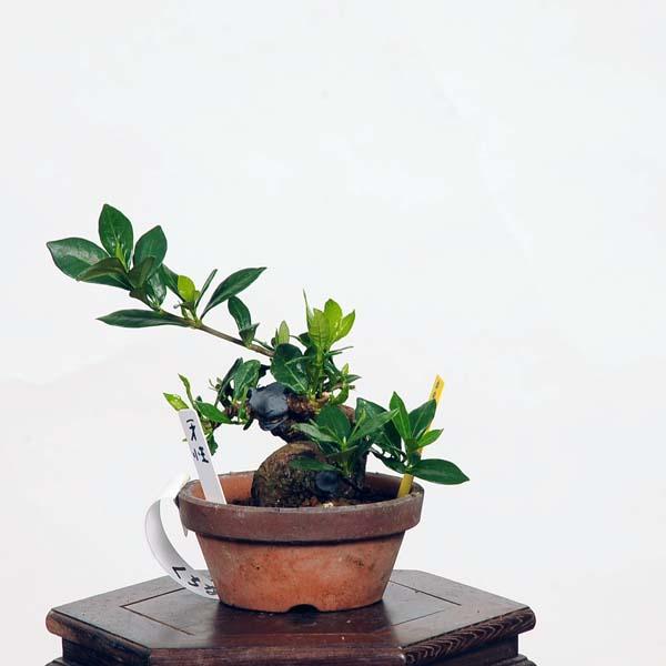 盆栽：特選梔子(くちなし) 現品*クチナシ Minarikuchinashi bonsai