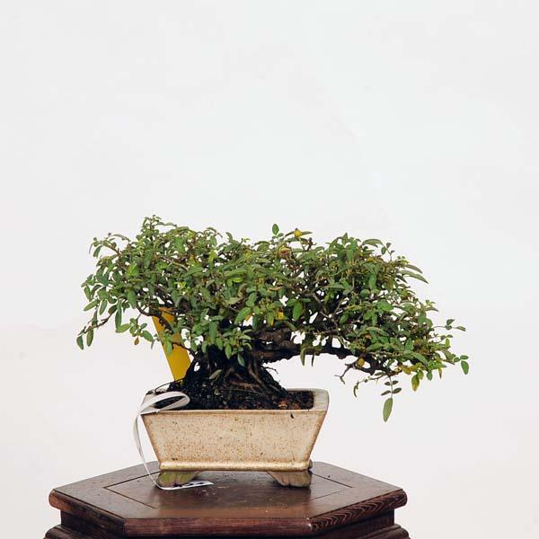 植木鉢　8個セット　バラ売可能　盆栽 バラ(薔薇)の盆栽を販売｜盆栽妙 – 盆栽妙 本店