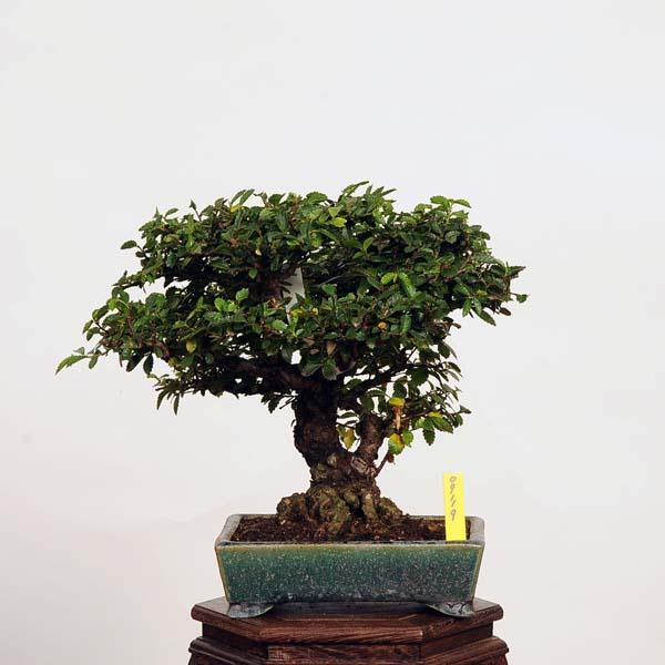 盆栽：特選楡欅(鉢 鴻陽)にれけやき 現品*ニレケヤキ keyaki bonsai 中