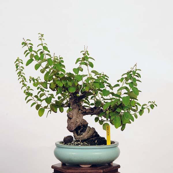 盆栽：熊柳 現品*くまやなぎ クマヤナギ kumayanagi 小品盆栽 : 遊恵