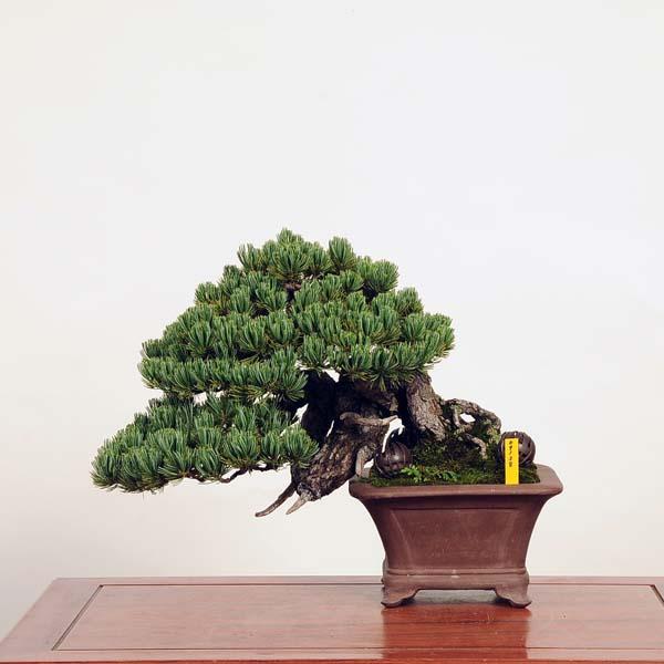 盆栽 特選：五葉松*現品 ごようまつ ゴヨウマツ Goyoumatsu bonsai 中